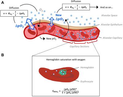 Interactive, Visual Simulation of a Spatio-Temporal Model of Gas Exchange in the Human Alveolus